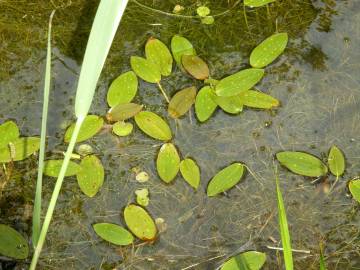 Fotografia da espécie Potamogeton natans