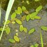 Fotografia 6 da espécie Potamogeton natans do Jardim Botânico UTAD