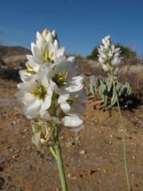 Fotografia da espécie Ornithogalum thyrsoides