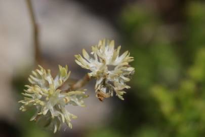 Fotografia da espécie Valerianella carinata
