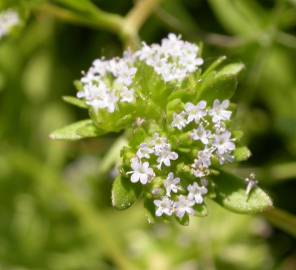 Fotografia da espécie Valerianella carinata