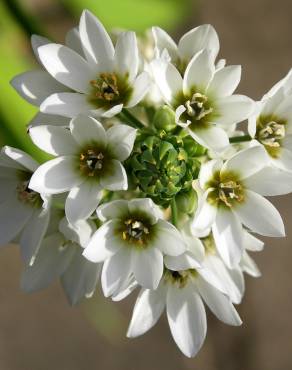 Fotografia 4 da espécie Ornithogalum thyrsoides no Jardim Botânico UTAD