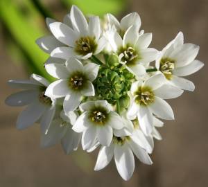 Fotografia da espécie Ornithogalum thyrsoides