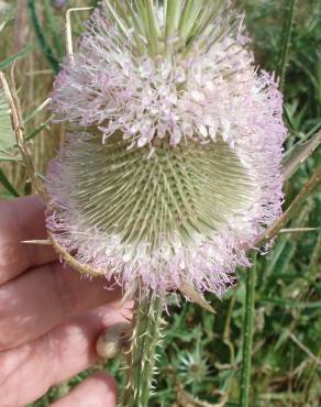 Fotografia 3 da espécie Dipsacus comosus no Jardim Botânico UTAD