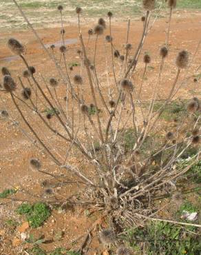 Fotografia 4 da espécie Dipsacus comosus no Jardim Botânico UTAD