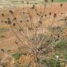 Fotografia 4 da espécie Dipsacus comosus do Jardim Botânico UTAD