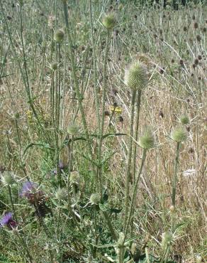 Fotografia 5 da espécie Dipsacus comosus no Jardim Botânico UTAD