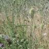 Fotografia 5 da espécie Dipsacus comosus do Jardim Botânico UTAD