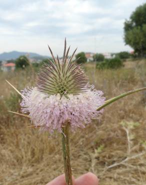 Fotografia 1 da espécie Dipsacus comosus no Jardim Botânico UTAD