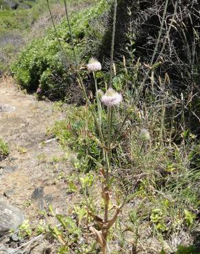 Fotografia 6 da espécie Dipsacus comosus no Jardim Botânico UTAD