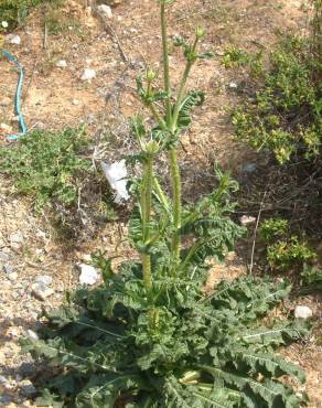 Fotografia 7 da espécie Dipsacus comosus no Jardim Botânico UTAD