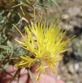 Fotografia da espécie Carthamus lanatus