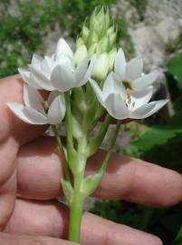 Fotografia da espécie Ornithogalum thyrsoides