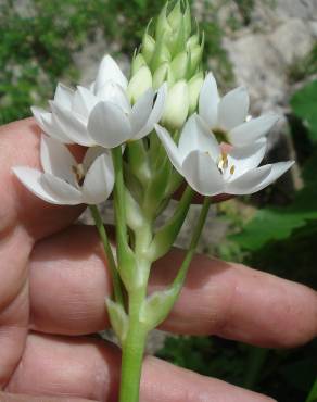 Fotografia 5 da espécie Ornithogalum thyrsoides no Jardim Botânico UTAD