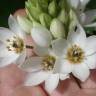 Fotografia 6 da espécie Ornithogalum thyrsoides do Jardim Botânico UTAD