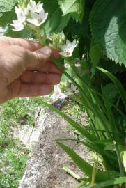 Fotografia da espécie Ornithogalum thyrsoides