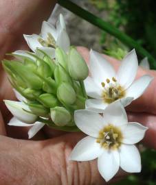 Fotografia da espécie Ornithogalum thyrsoides