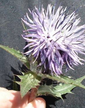 Fotografia 1 da espécie Carduncellus caeruleus no Jardim Botânico UTAD