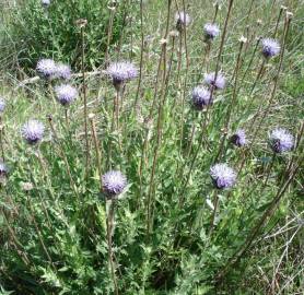 Fotografia da espécie Carduncellus caeruleus