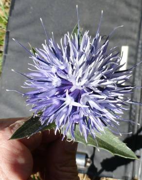 Fotografia 4 da espécie Carduncellus caeruleus no Jardim Botânico UTAD