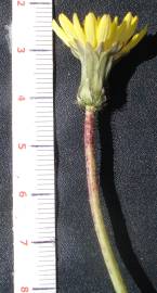 Fotografia da espécie Aetheorhiza bulbosa subesp. bulbosa