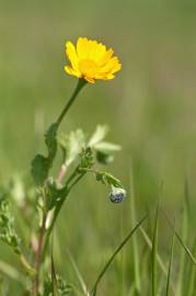 Fotografia da espécie Chrysanthemum segetum