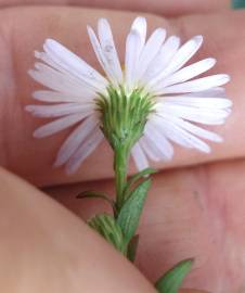 Fotografia da espécie Symphyotrichum novi-belgii