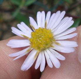 Fotografia da espécie Symphyotrichum novi-belgii