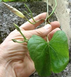 Fotografia da espécie Ipomoea indica