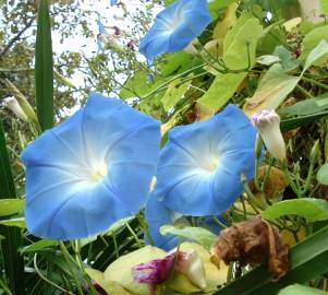 Fotografia da espécie Ipomoea indica