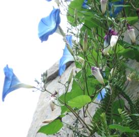 Fotografia da espécie Ipomoea indica