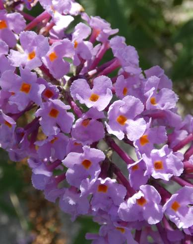 Fotografia de capa Buddleja davidii - do Jardim Botânico