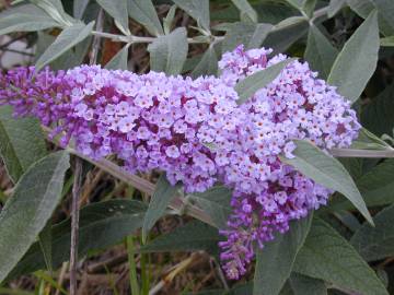 Fotografia da espécie Buddleja davidii