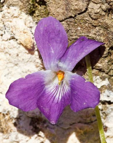 Fotografia de capa Viola suavis - do Jardim Botânico