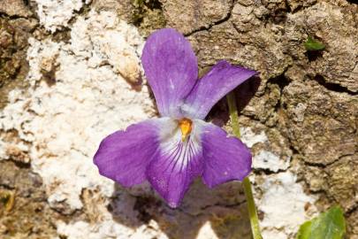 Fotografia da espécie Viola suavis