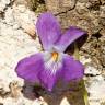 Fotografia 1 da espécie Viola suavis do Jardim Botânico UTAD
