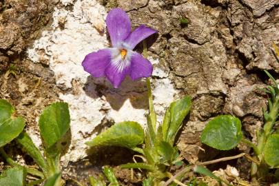 Fotografia da espécie Viola suavis