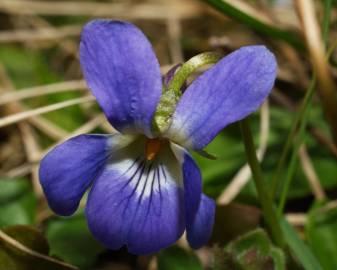 Fotografia da espécie Viola suavis