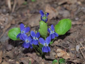 Fotografia da espécie Viola suavis