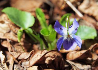 Fotografia da espécie Viola suavis