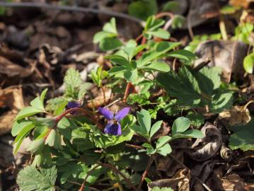 Fotografia da espécie Viola suavis
