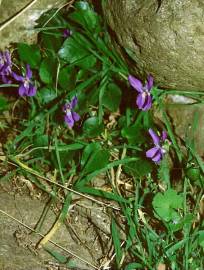 Fotografia da espécie Viola suavis