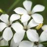 Fotografia 10 da espécie Linum suffruticosum do Jardim Botânico UTAD