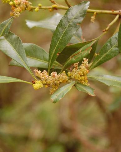 Fotografia de capa Myrica faya - do Jardim Botânico