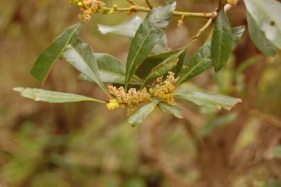 Fotografia da espécie Myrica faya