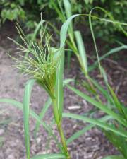 Fotografia da espécie Panicum dichotomiflorum