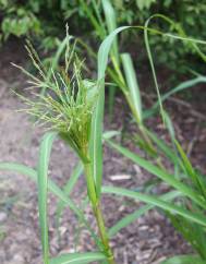 Panicum dichotomiflorum