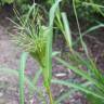 Fotografia 1 da espécie Panicum dichotomiflorum do Jardim Botânico UTAD