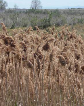 Fotografia 3 da espécie Phragmites australis no Jardim Botânico UTAD