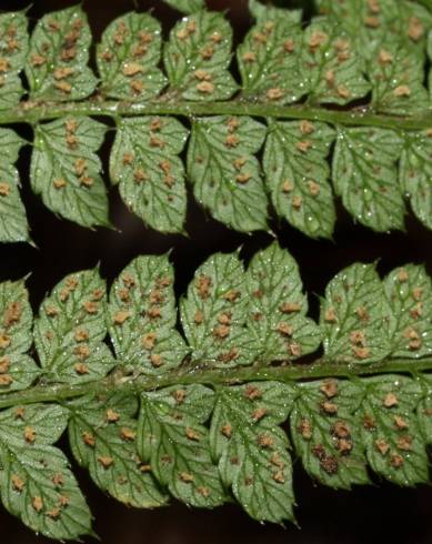 Fotografia de capa Polystichum setiferum - do Jardim Botânico